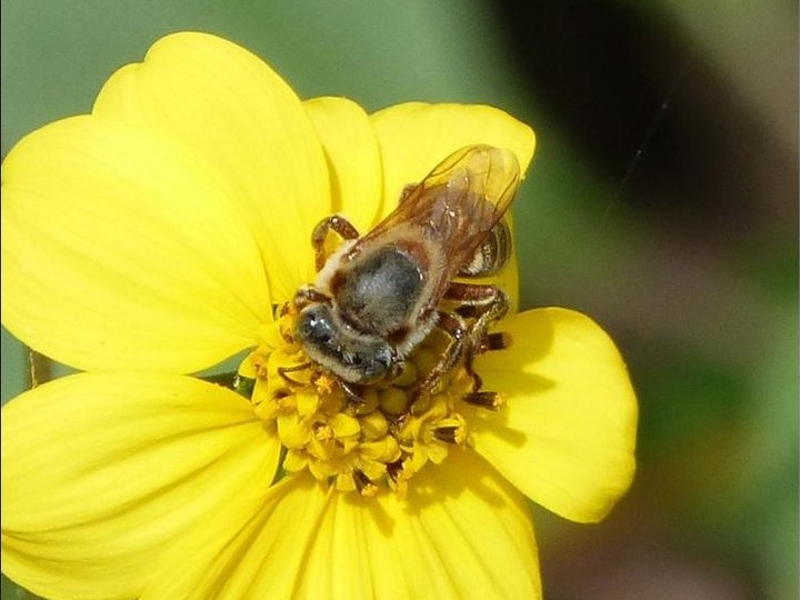 Mexican raw Ya'axche' forest honey (Melipona bee)