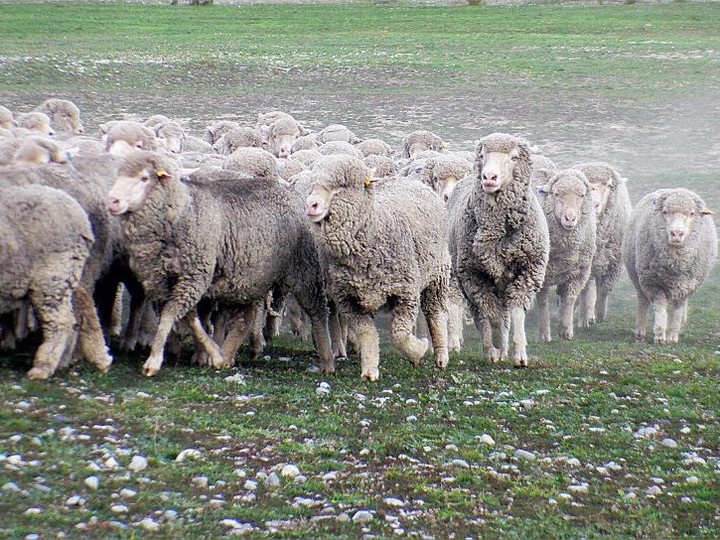 Merino fine-wool textile, ethically shorn
