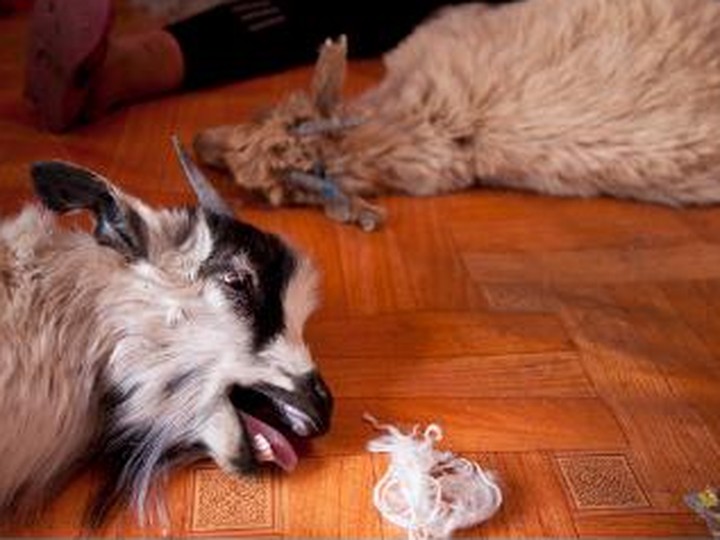 Mongolian cashmere fibre, hand-combed