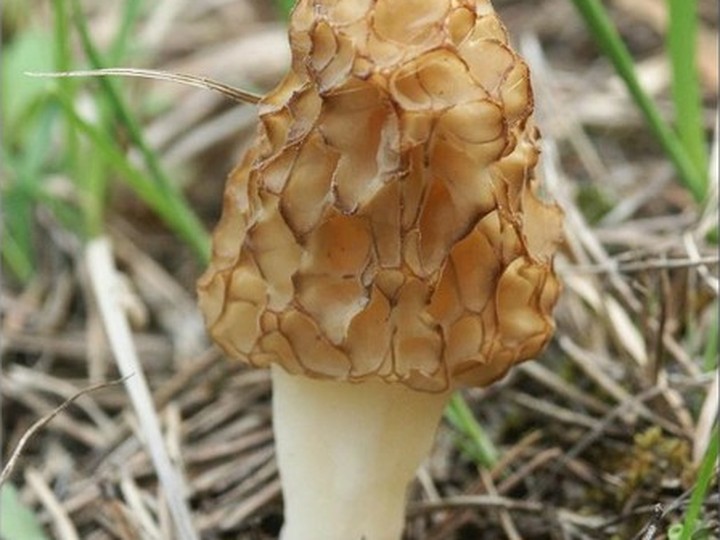 Kashmir morel (Morchella esculenta), spring wild harvest