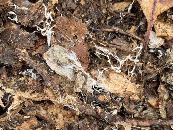 Fungal mycelium acoustic/insulation panel (design material)