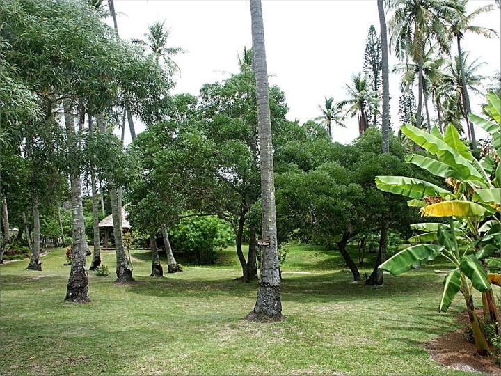 New Caledonia sandalwood oil, wild-harvested