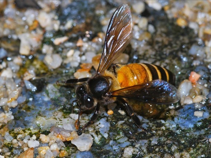 Wild Nilgiri cliff honey (Apis dorsata)