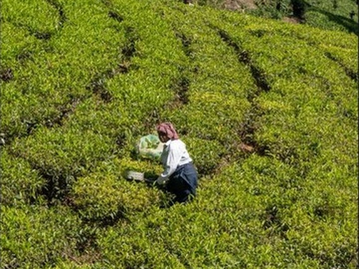 Nilgiri high-grown orthodox tea