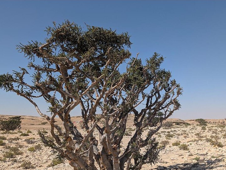 Omani Hojari frankincense resin, premium grade