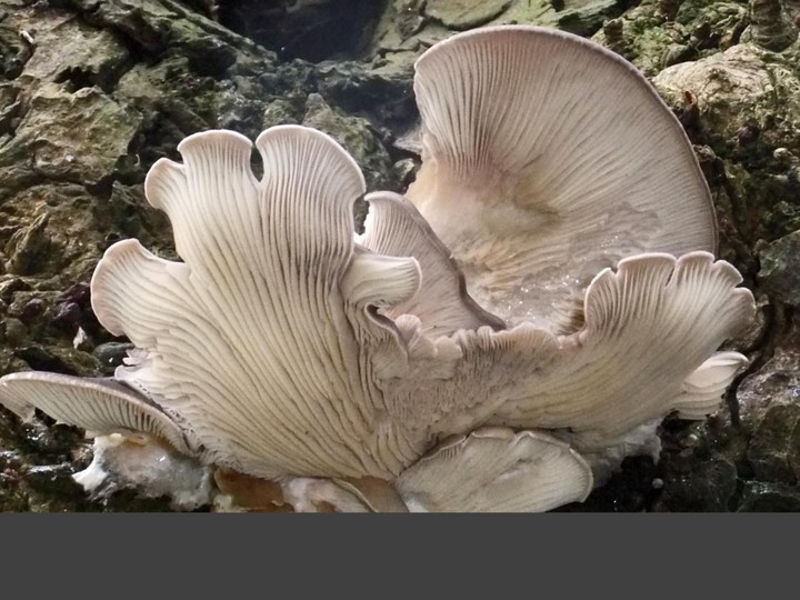Oyster mushroom grown on cotton-mill waste (upcycled substrate)