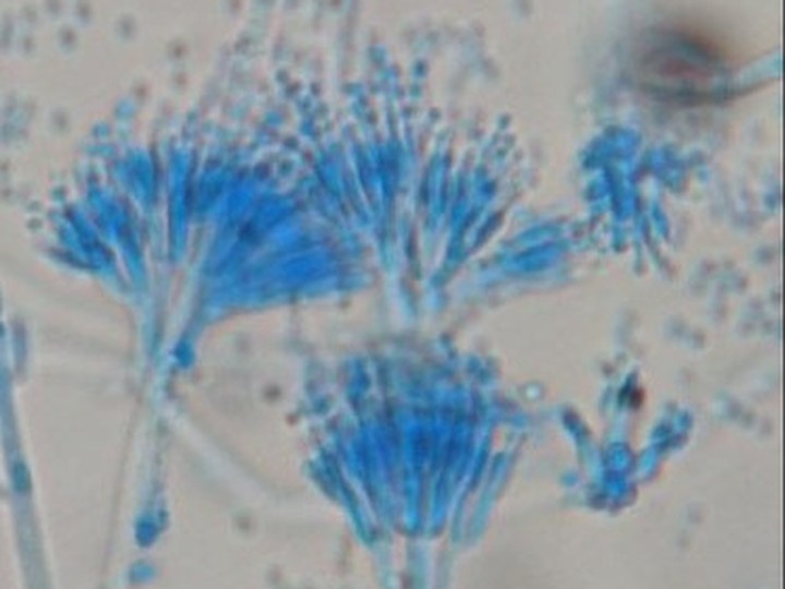Fungal biopigment textile dye concentrate
