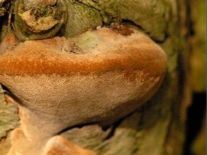 Phellinus linteus (Sanghuang) forest-grown fruiting bodies