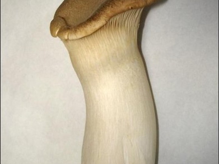 King Oyster (Pleurotus eryngii) gourmet cultivar