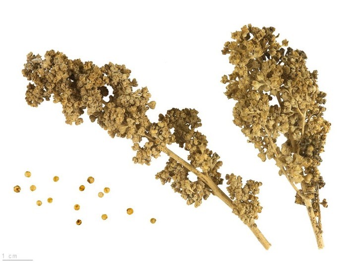 Bolivian royal quinoa, high-altitude organic