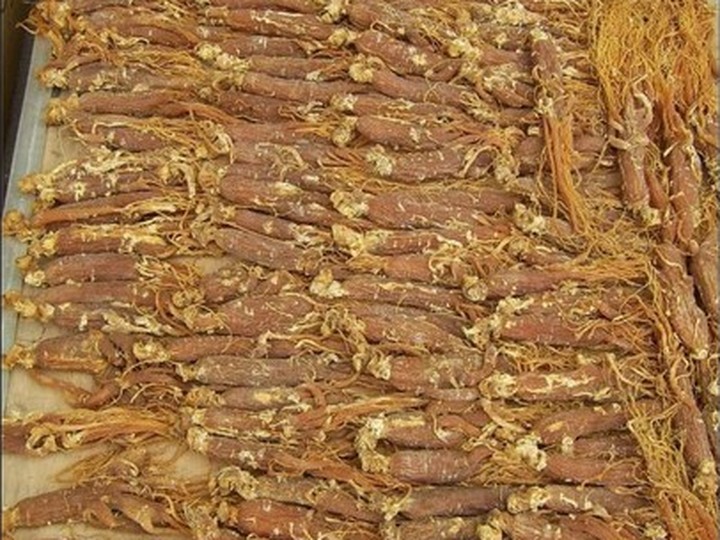 Canadian wild American ginseng root
