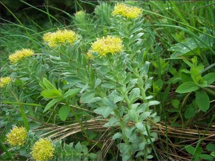 Siberian wild Rhodiola rosea root extract