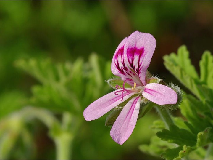 Egyptian geranium oil, Nile Valley