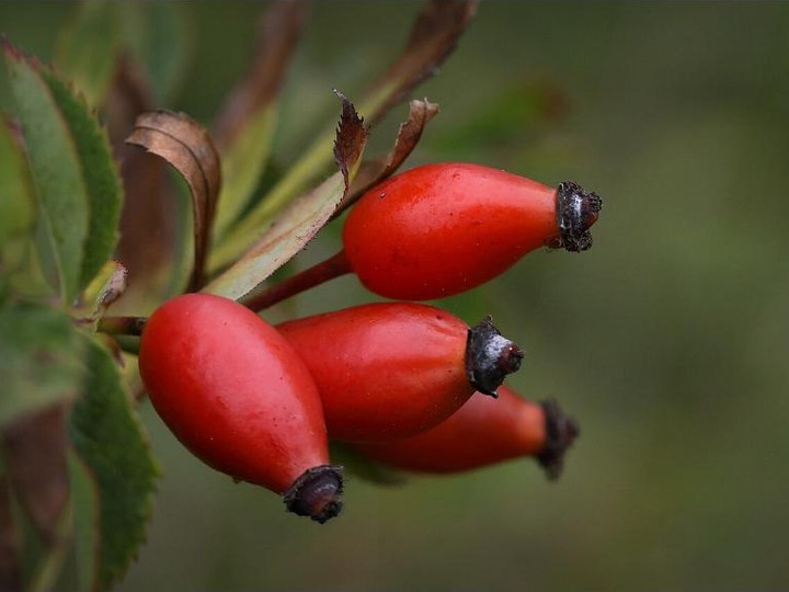 Chilean rose-hip seed oil, cold-pressed