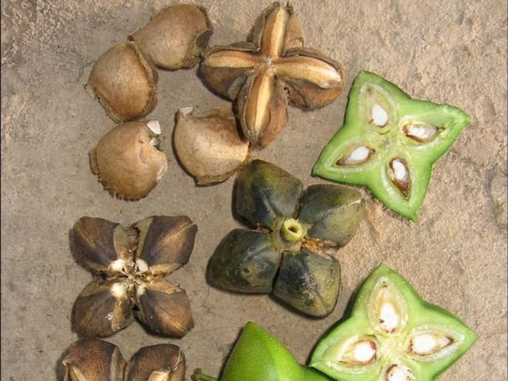 Peruvian Sacha Inchi omega-rich seed oil