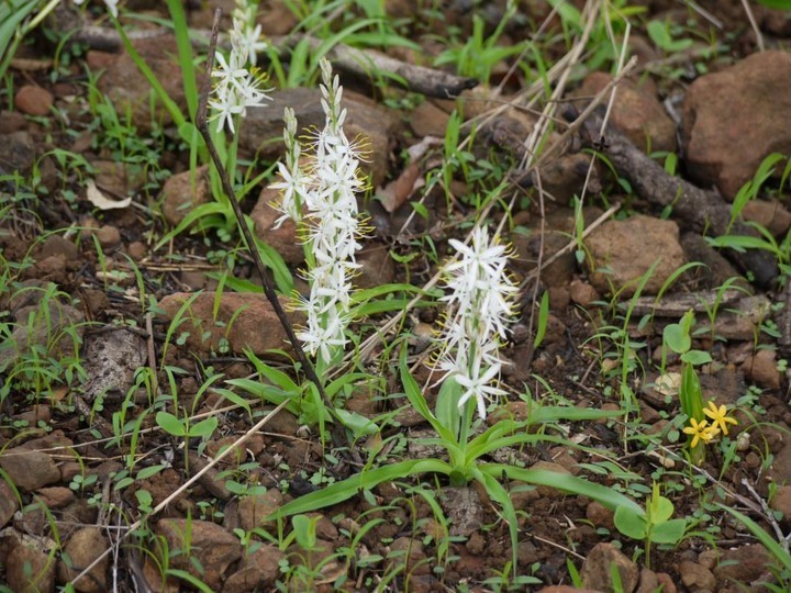 Wild-harvested Safed Musli tuber extract