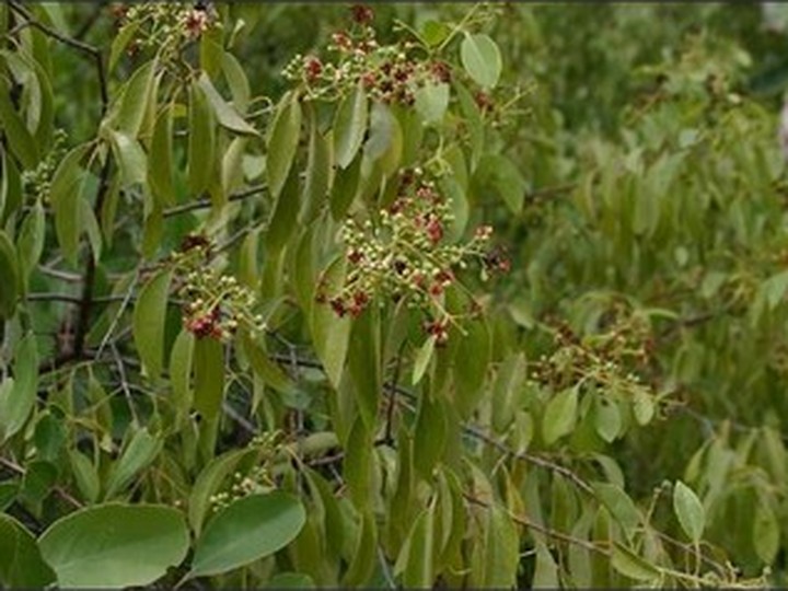 Mysore sandalwood oil, government-certified