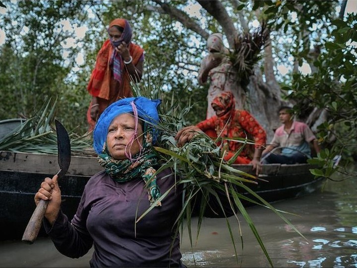 Sundarbans wild mangrove honey