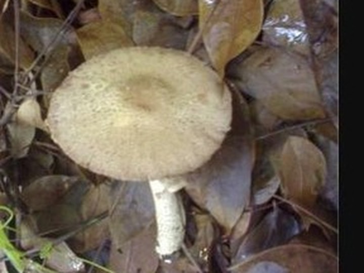 Wild Termitomyces (termite-mound mushroom), monsoon harvest