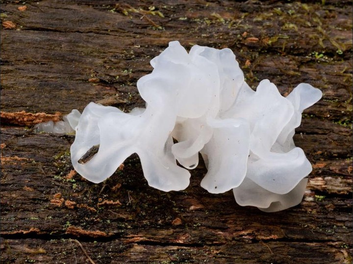 Wild Tremella fuciformis (Snow Fungus), Western Ghats