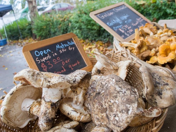 Matsutake (Tricholoma matsutake), pine-forest wild harvest