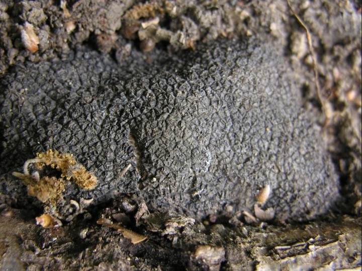 Périgord black truffle (Tuber melanosporum)