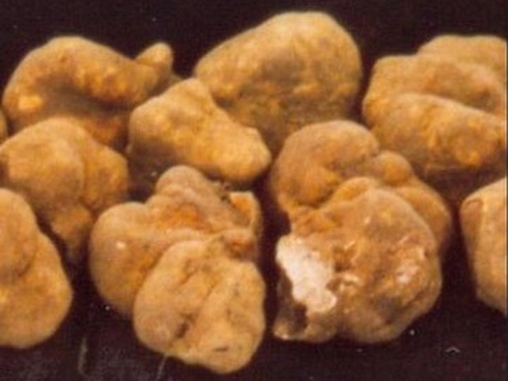 Alba white truffle (Tuber magnatum pico)