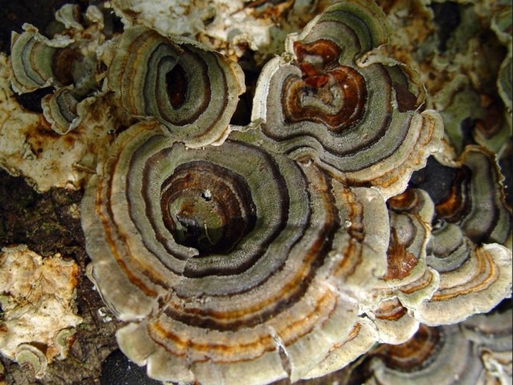 Wild Trametes versicolor (Turkey Tail) polysaccharide-K extract