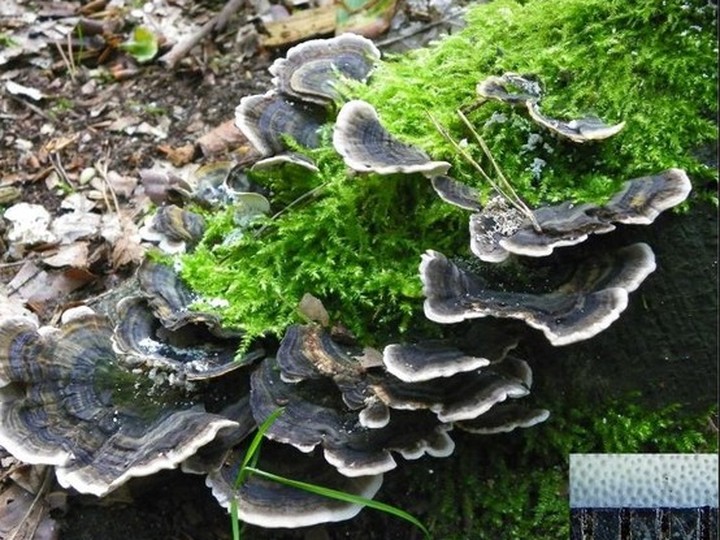 Psilocybe-free adaptogenic mushroom capsule blend (7-mushroom)