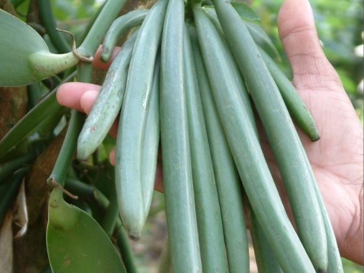 Madagascar Bourbon vanilla beans, hand-cured