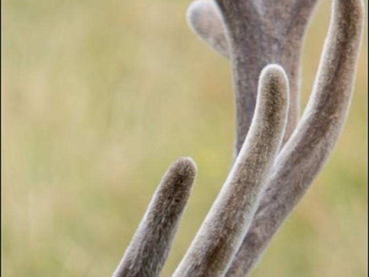 New Zealand deer velvet extract (traditional tonic)