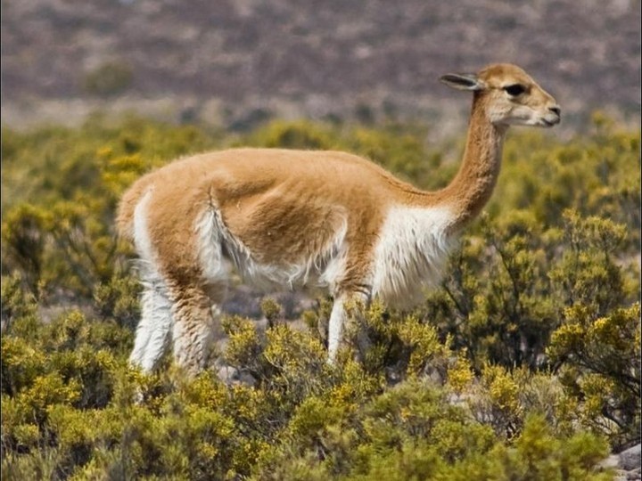 Andean vicuña fibre textile (rare wild-camelid fibre)