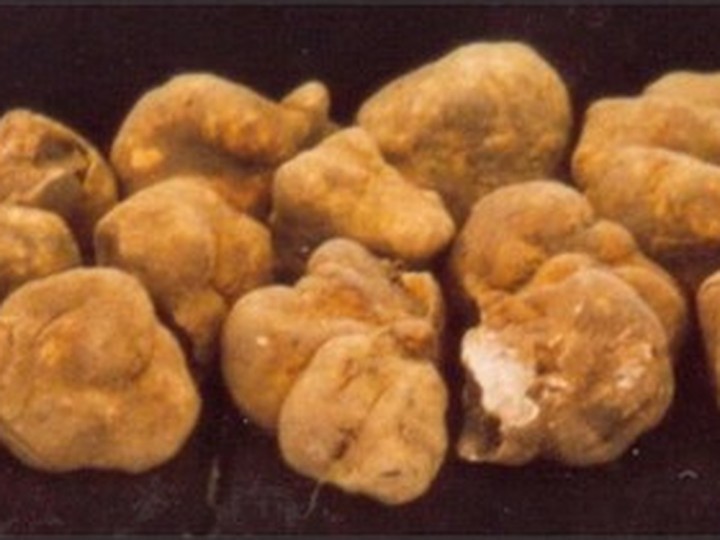 Croatian Istrian white truffle oil
