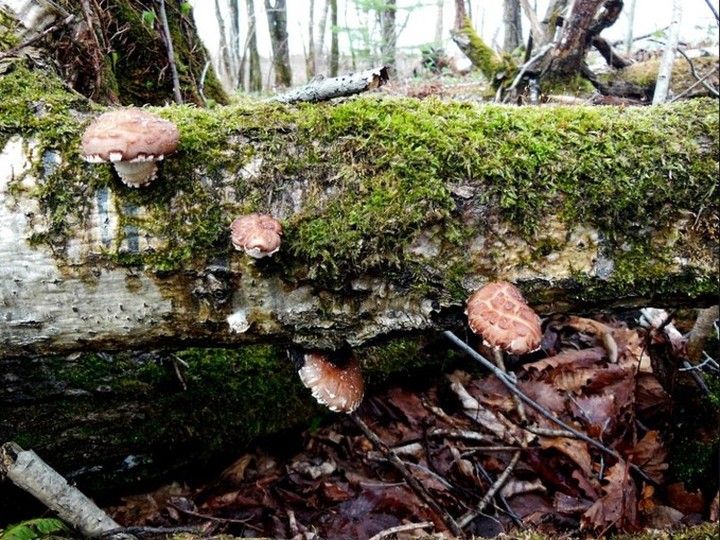 Forest-grown Shiitake, oak-log method