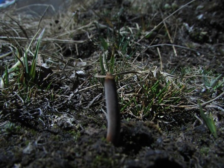 Fungi & Functional Mycology